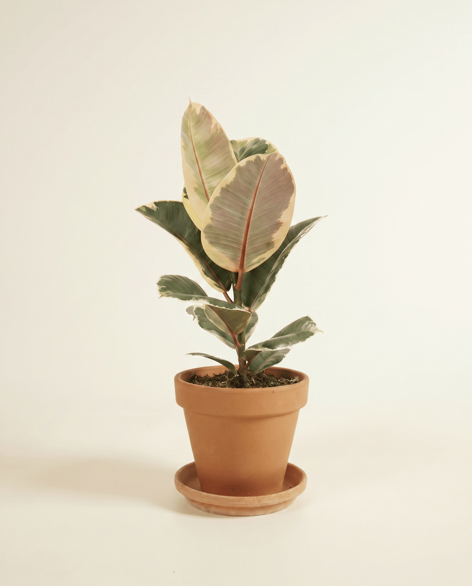 Ficus Gummibaum Elastica Tineke
