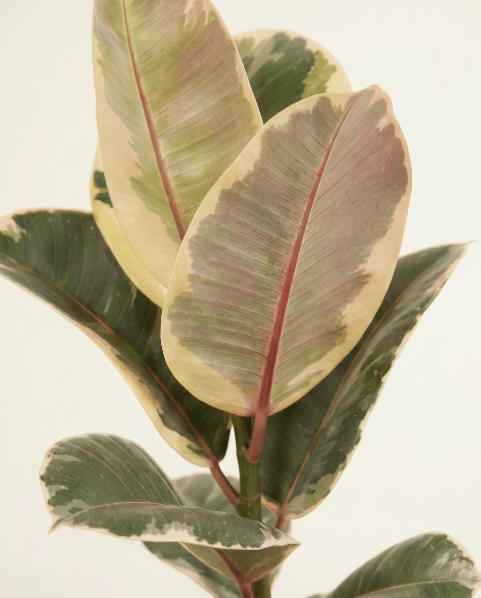 Ficus Gummibaum Elastica Tineke