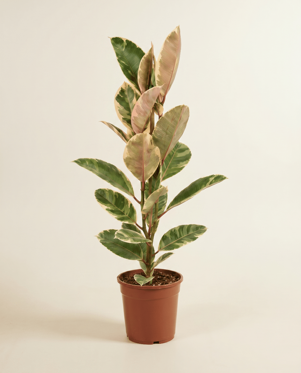 Ficus Gummibaum Elastica Tineke