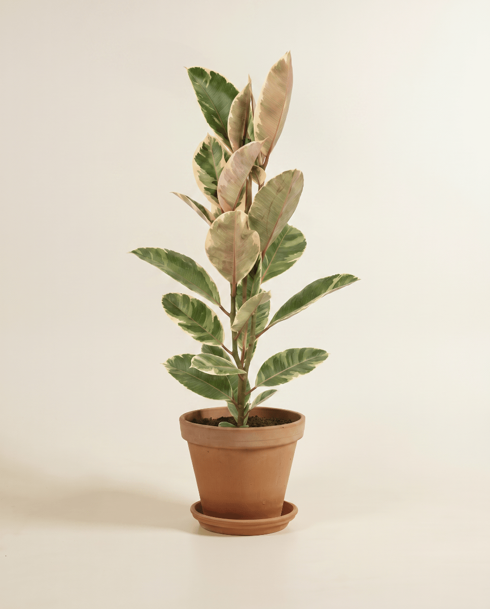 Ficus Gummibaum Elastica Tineke