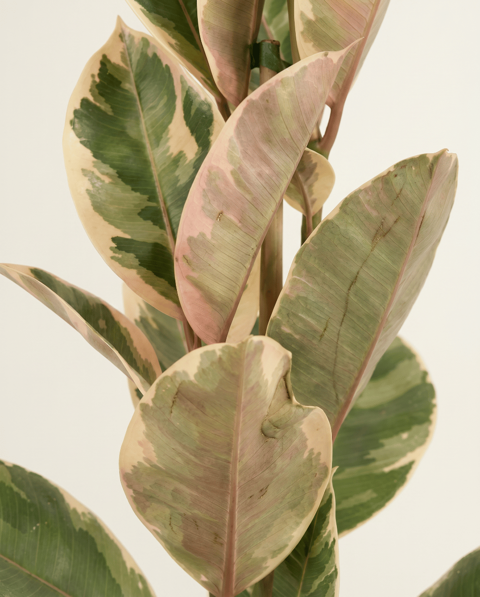 Ficus Gummibaum Elastica Tineke