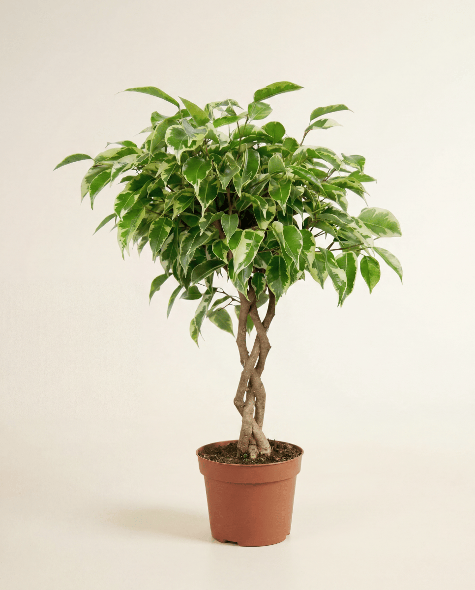 Ficus Gummibaum Marole