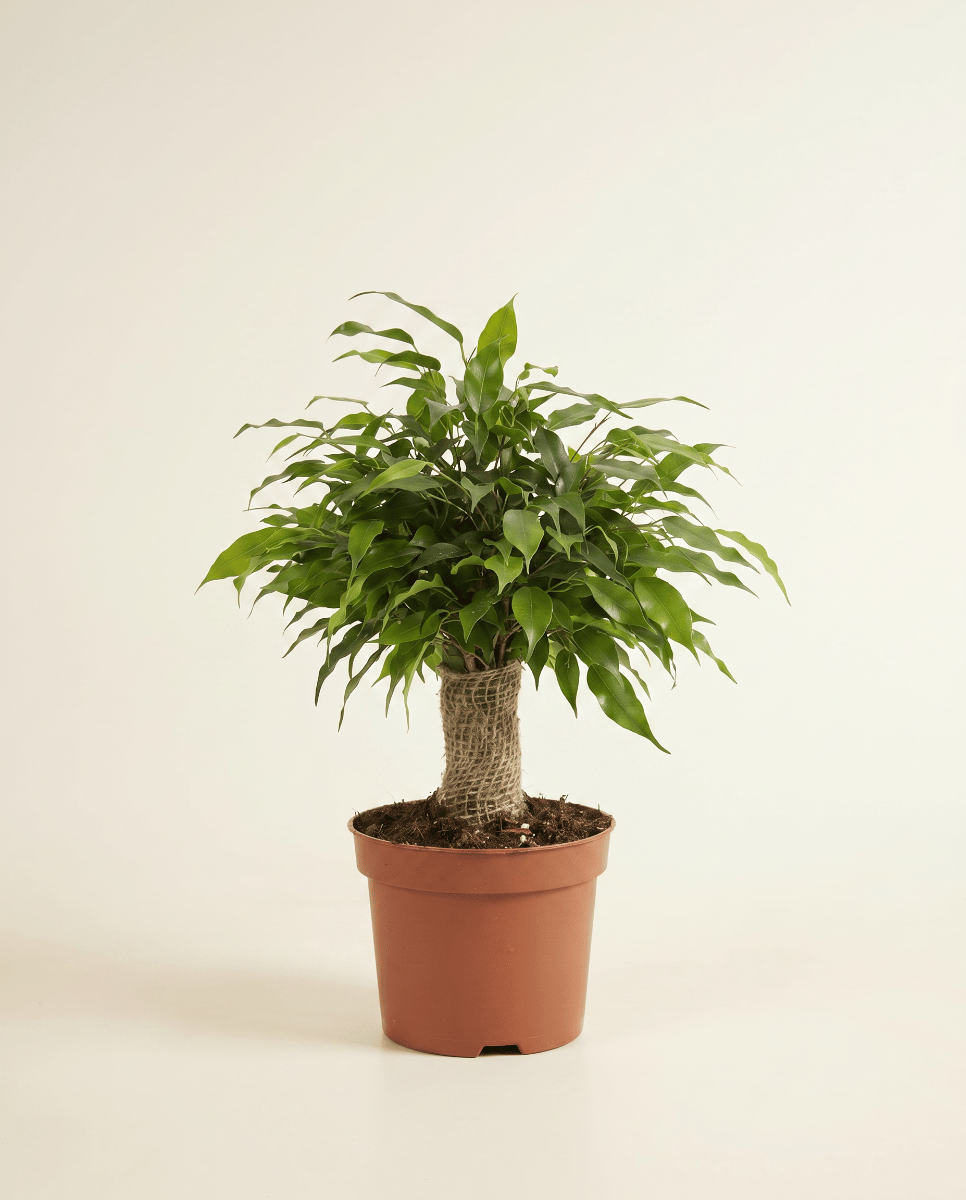 Ficus Gummibaum Benjamina Natasja