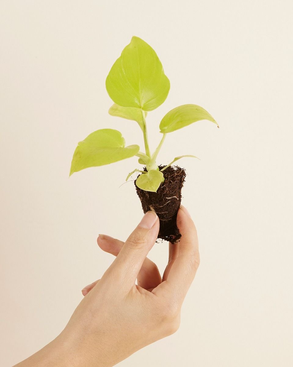 Baby Philodendron Baumfreund Warscewiczii 'Flavum'