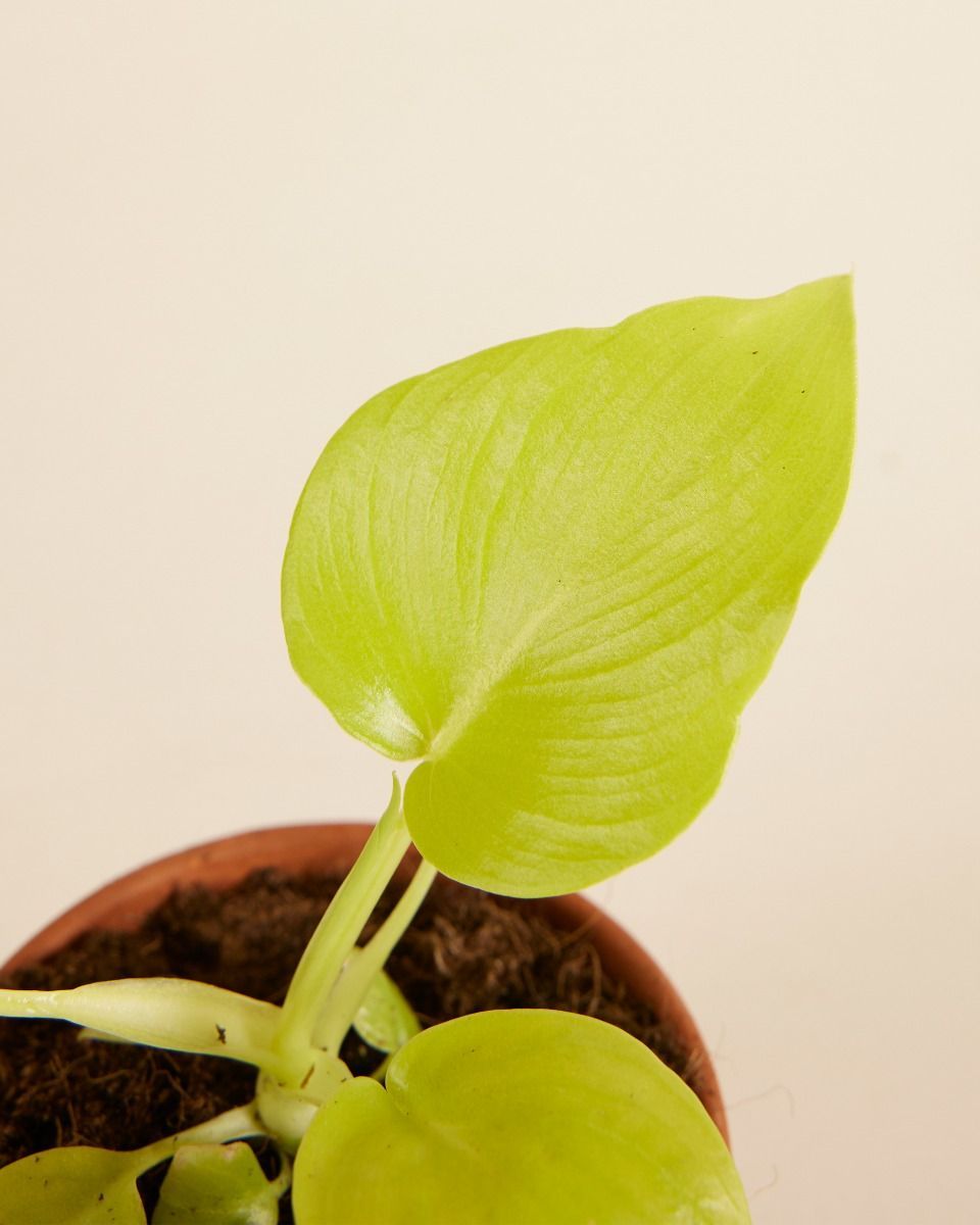 Baby Philodendron Baumfreund Warscewiczii 'Flavum'