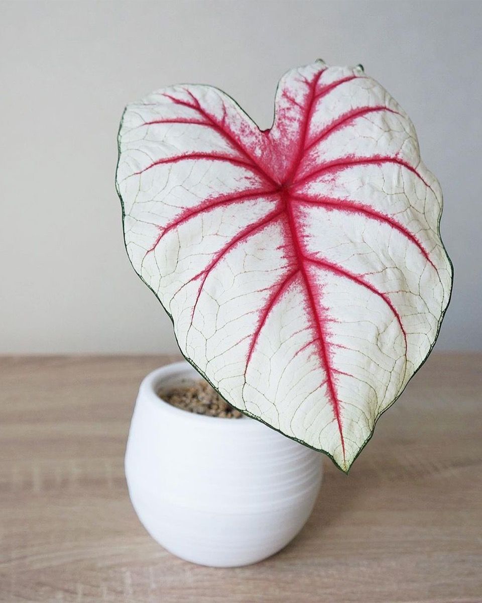 Baby Caladium Kaladie Caladium Tuber - Fiesta