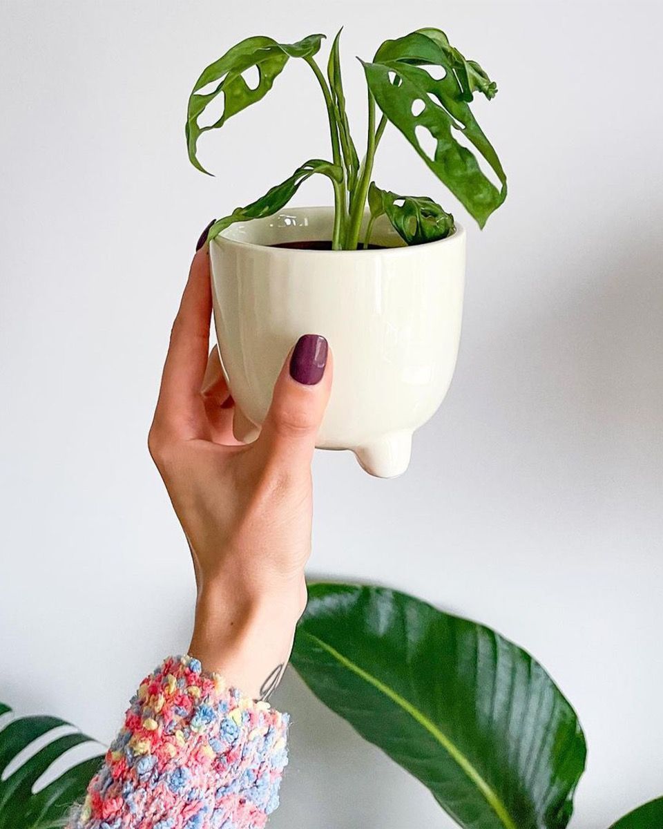 Baby Monstera Adansonii Fensterblatt Monkey Mask