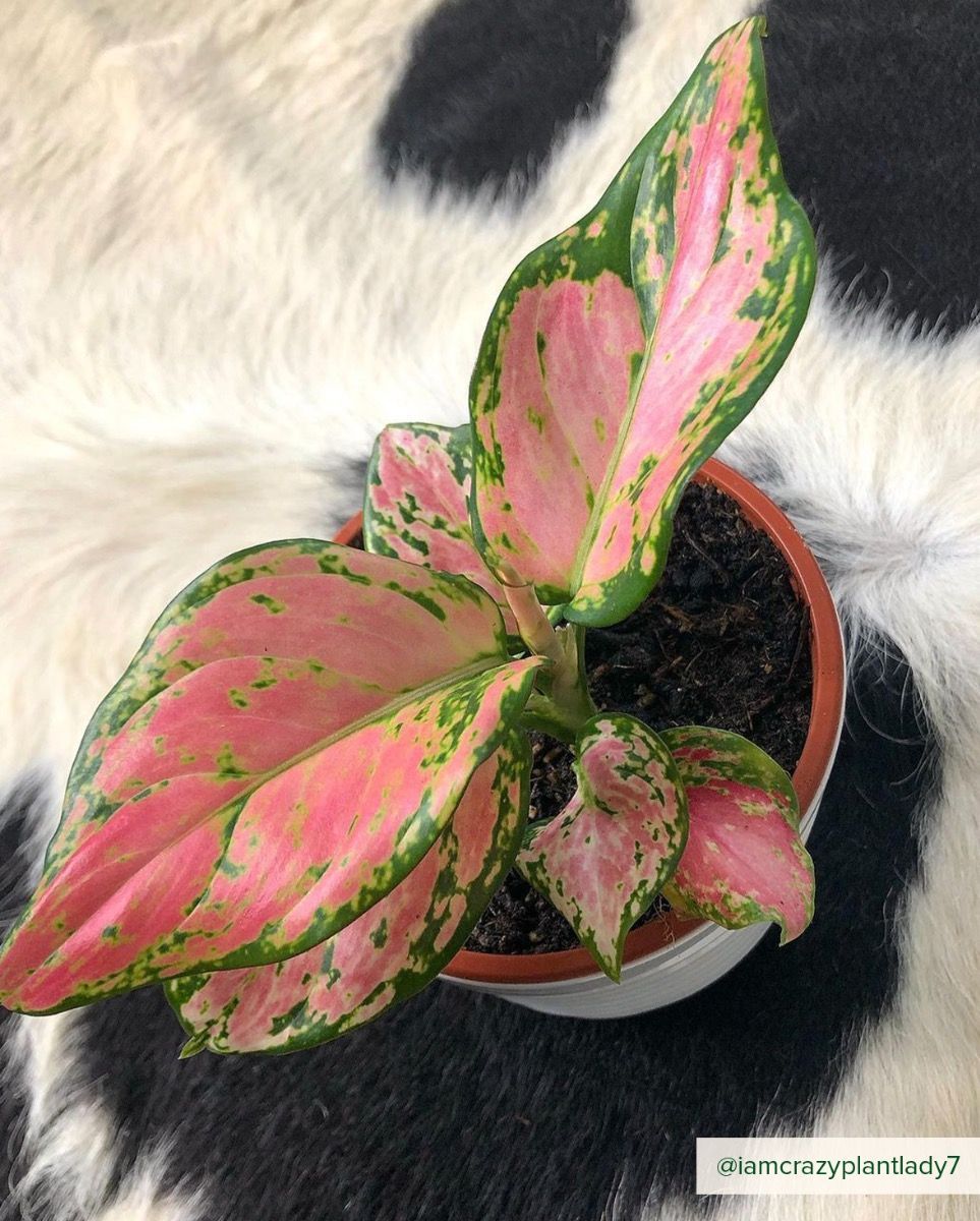 Aglaonema Kolbenfaden Pink Princess