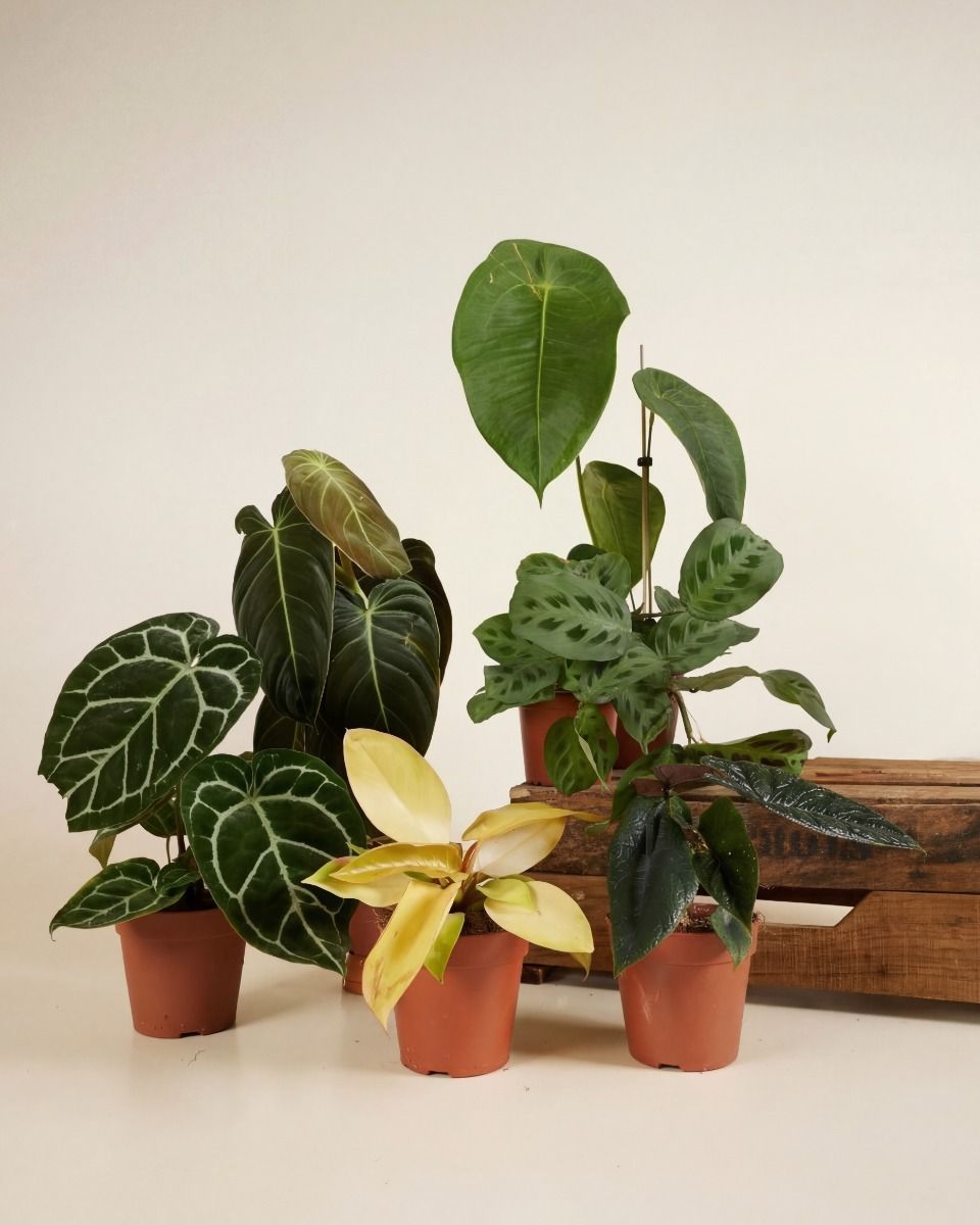 Sustainability box Medium Product set