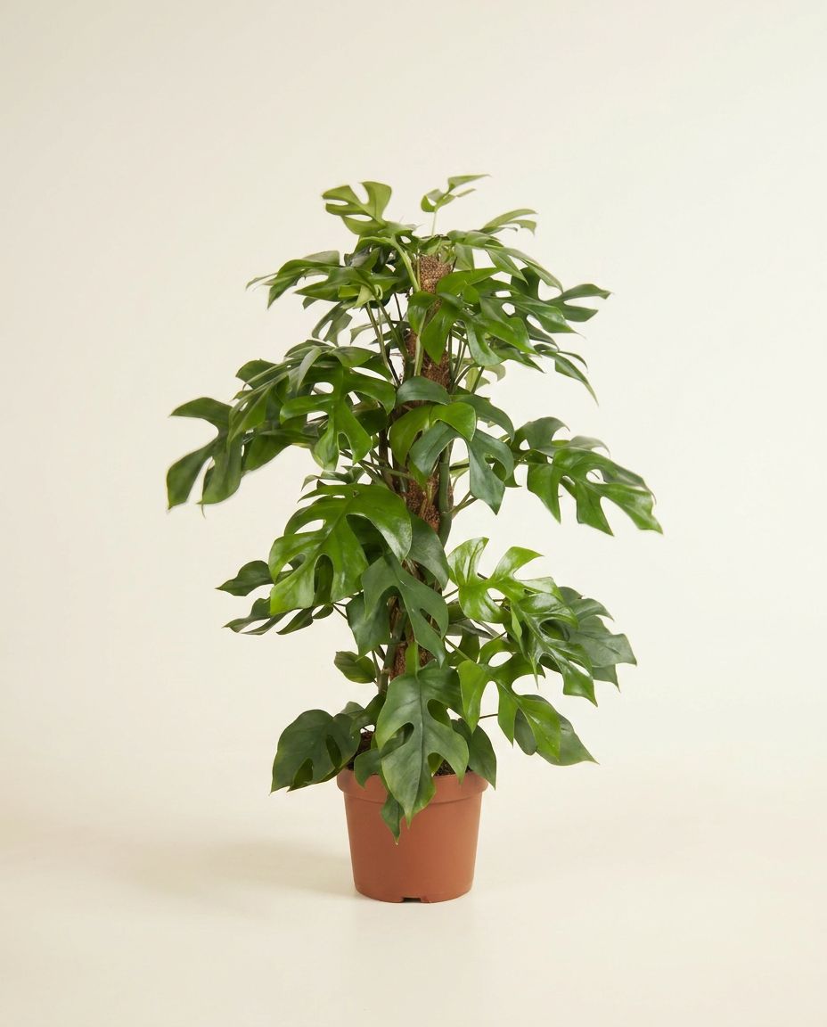 Monstera Fensterblatt Minima