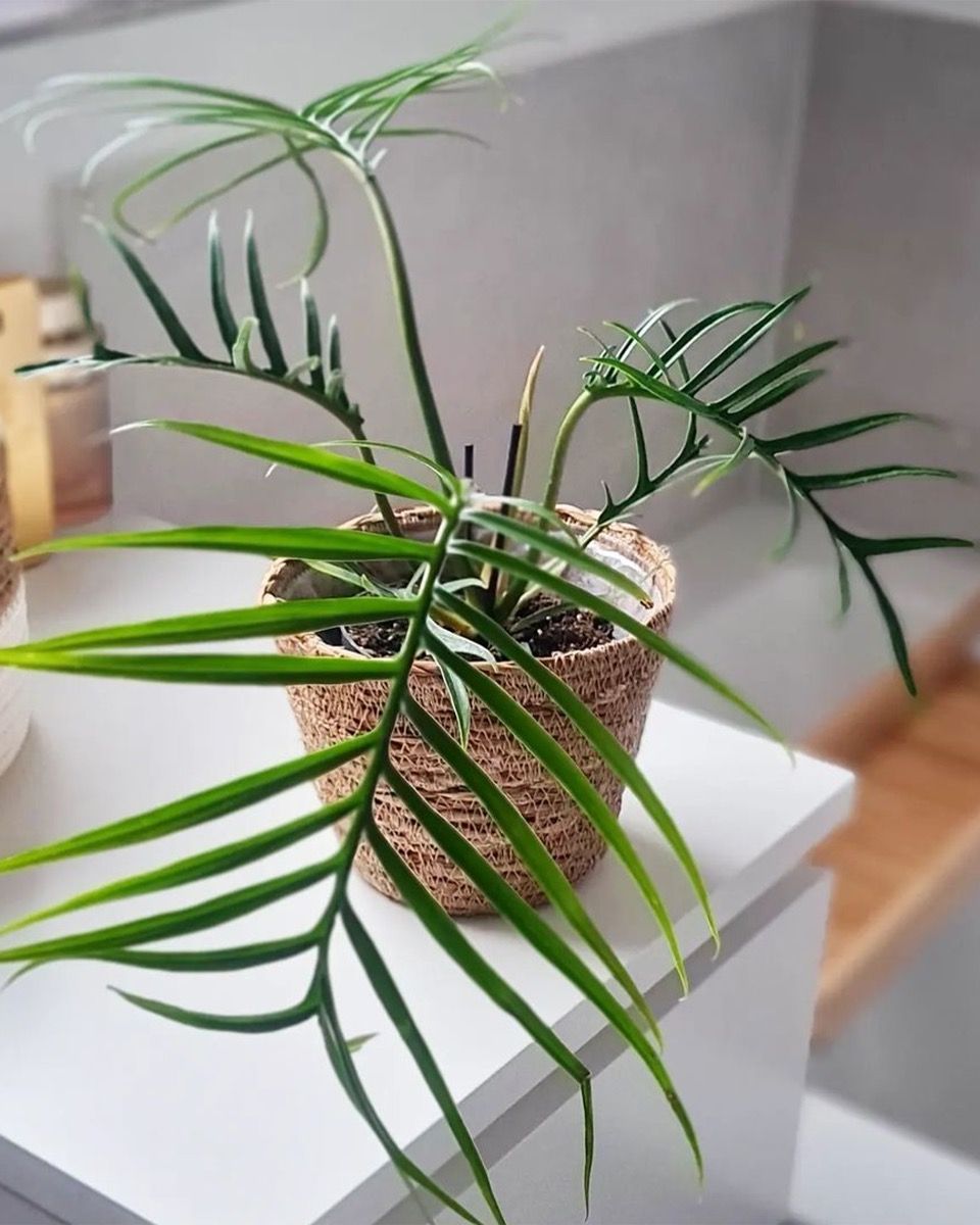 Baby Philodendron Baumfreund Tortum