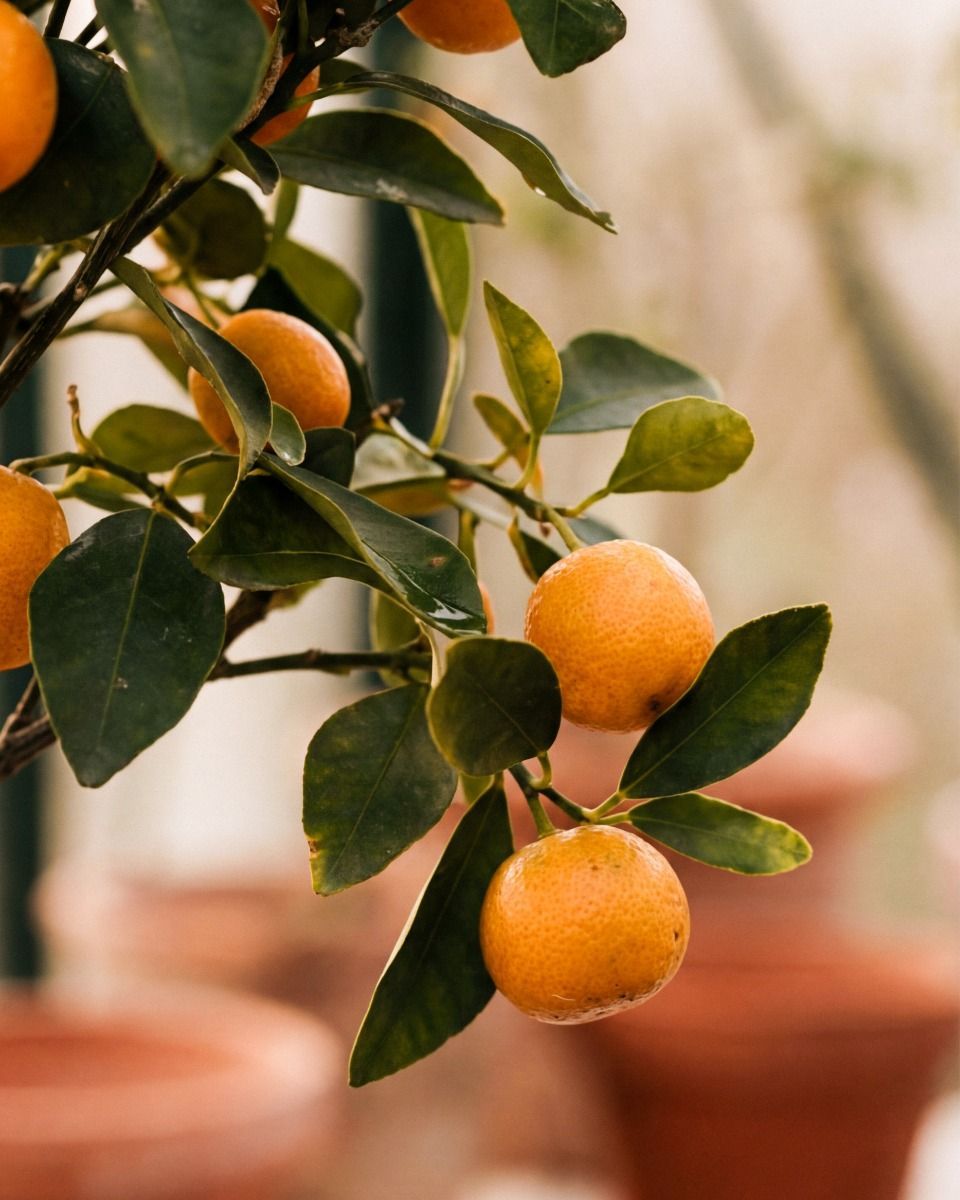 Citrus Orangenbaum Calamondin