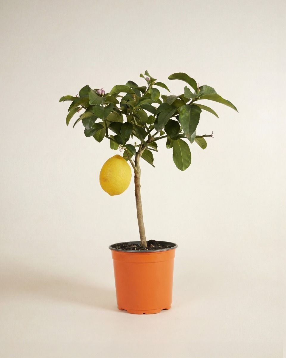 Citrus Zitronenbaum Lemon