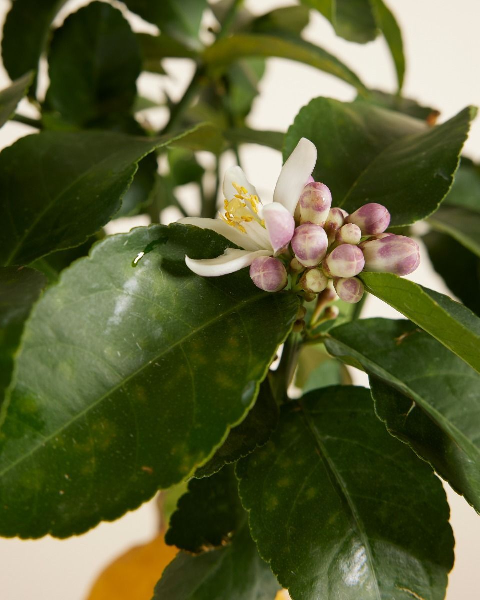 Citrus Zitronenbaum Lemon