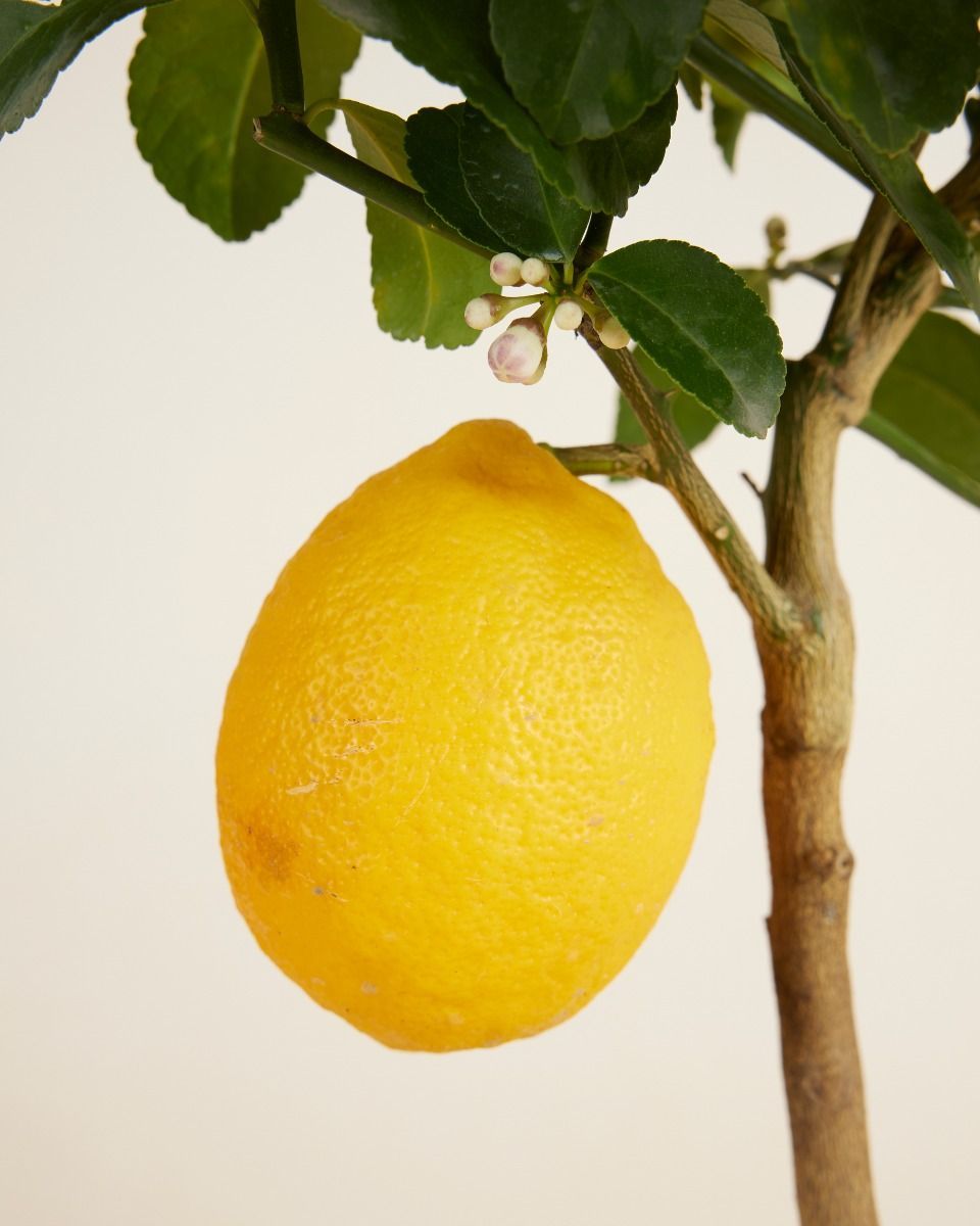 Citrus Zitronenbaum Lemon