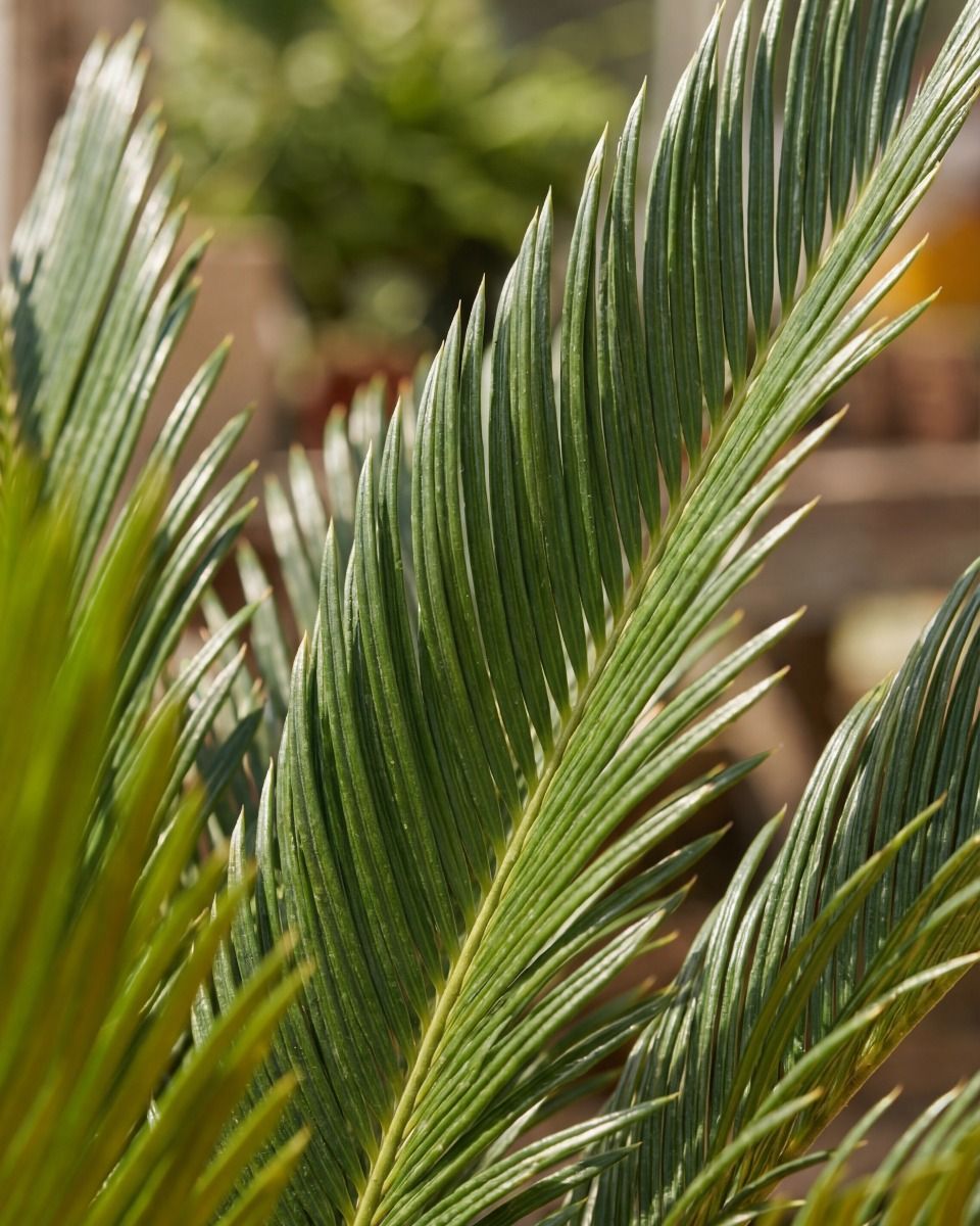 Cycas Palmfarne Revoluta