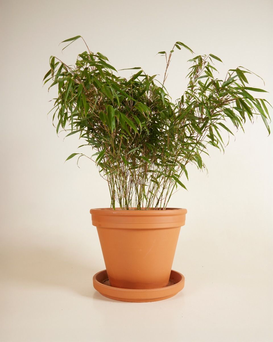 Fargesia Hohes Lampenputzergras Rufa Elegrass