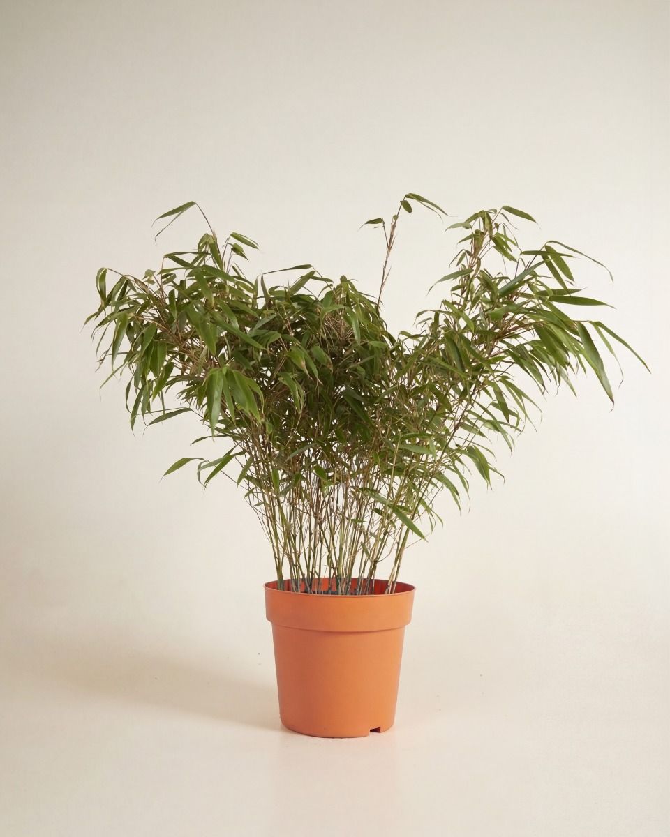 Fargesia Hohes Lampenputzergras Rufa Elegrass