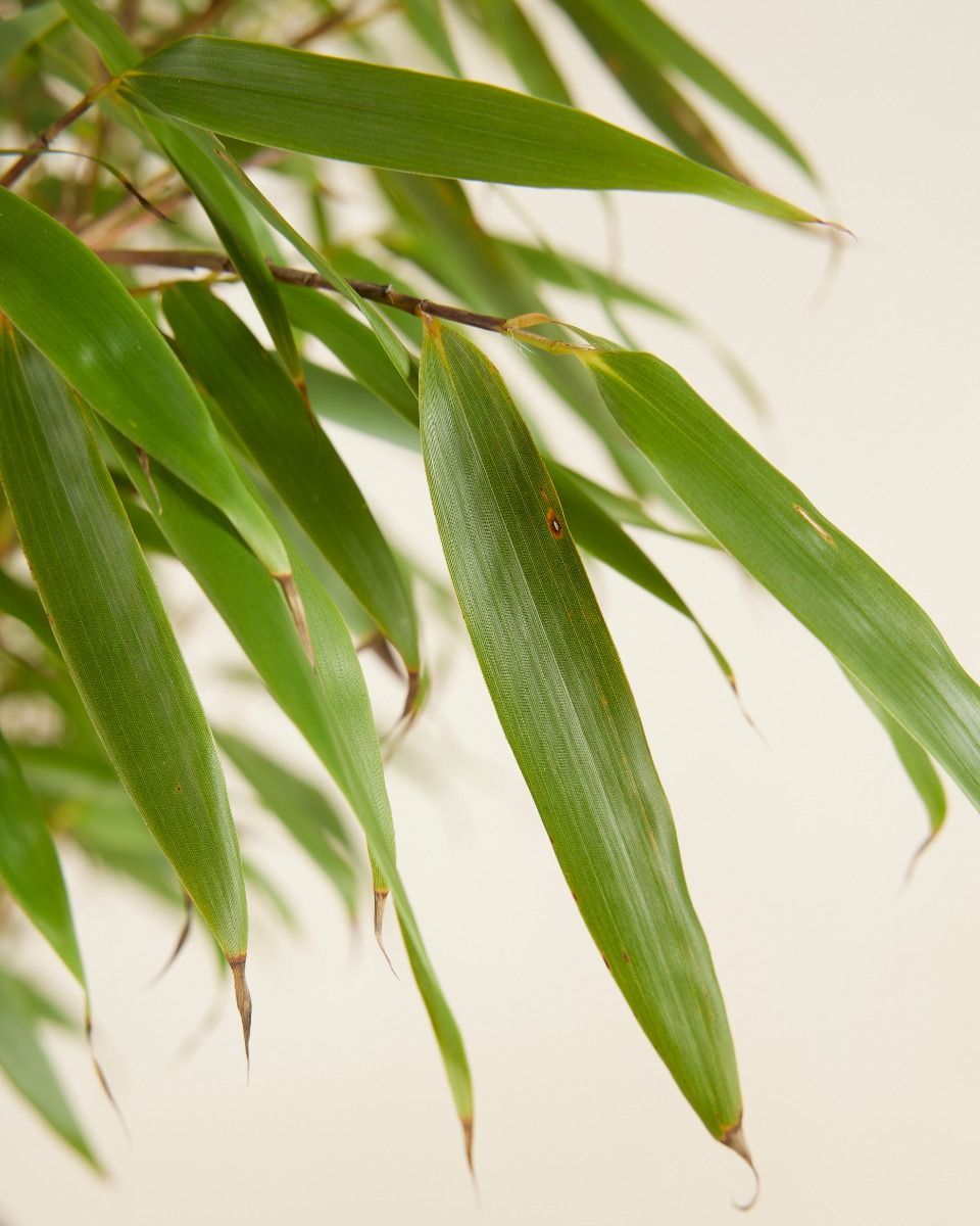 Fargesia Hohes Lampenputzergras Rufa Elegrass