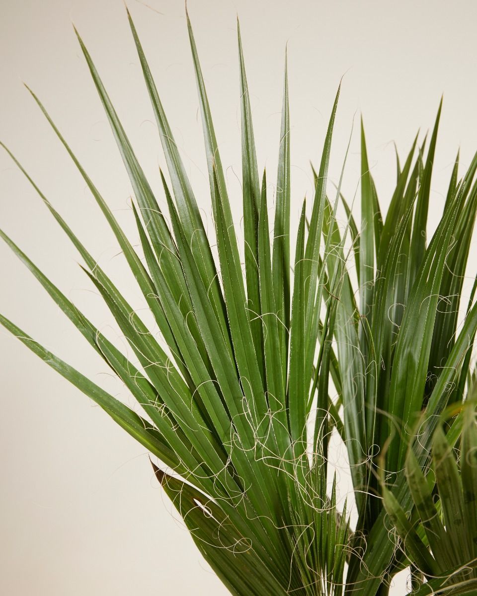 Washingtonia Mexikanische Fächerpalme Robusta