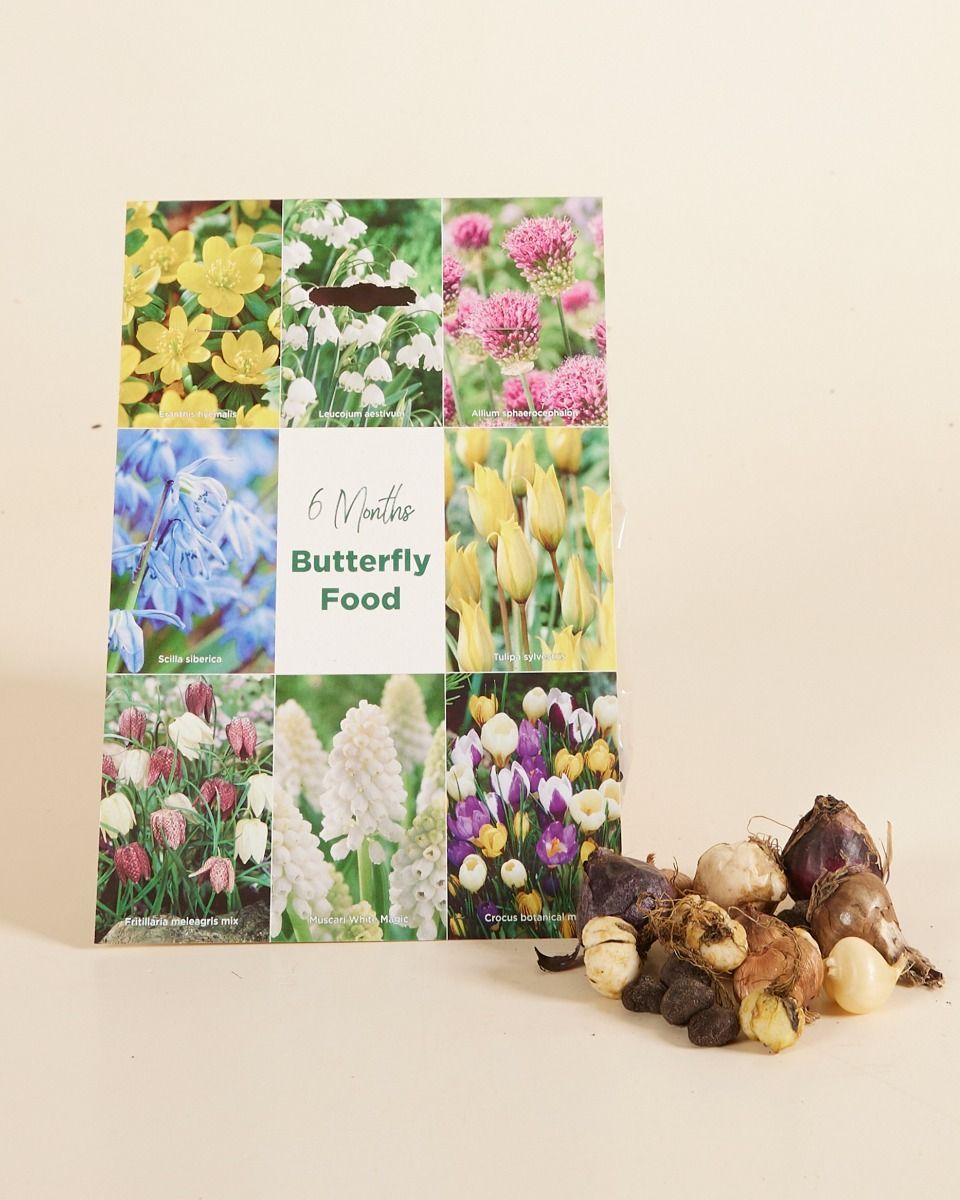 Baby Flower bulbs Flower bulbs - Butterfly 6 Month's Food