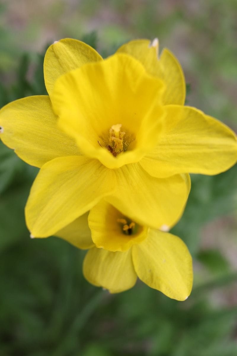 Baby Flower bulbs Flower bulbs - Narcissus Dutch Master