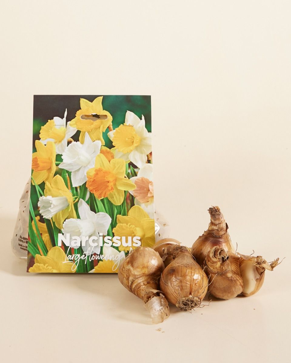 Baby Flower bulbs Flower bulbs - Narcissus Large Flower mix