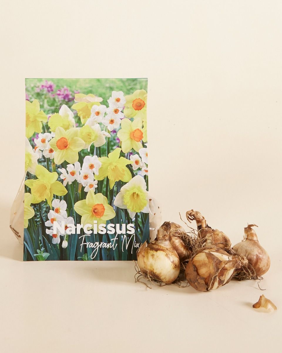 Baby Flower bulbs Flower bulbs - Narcissus Fragrant