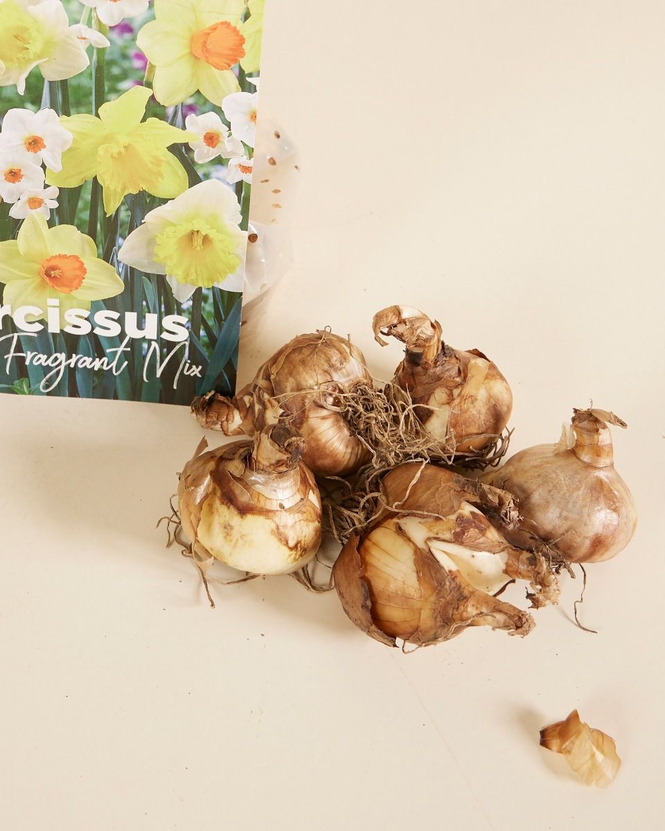 Baby Flower bulbs Flower bulbs - Narcissus Fragrant