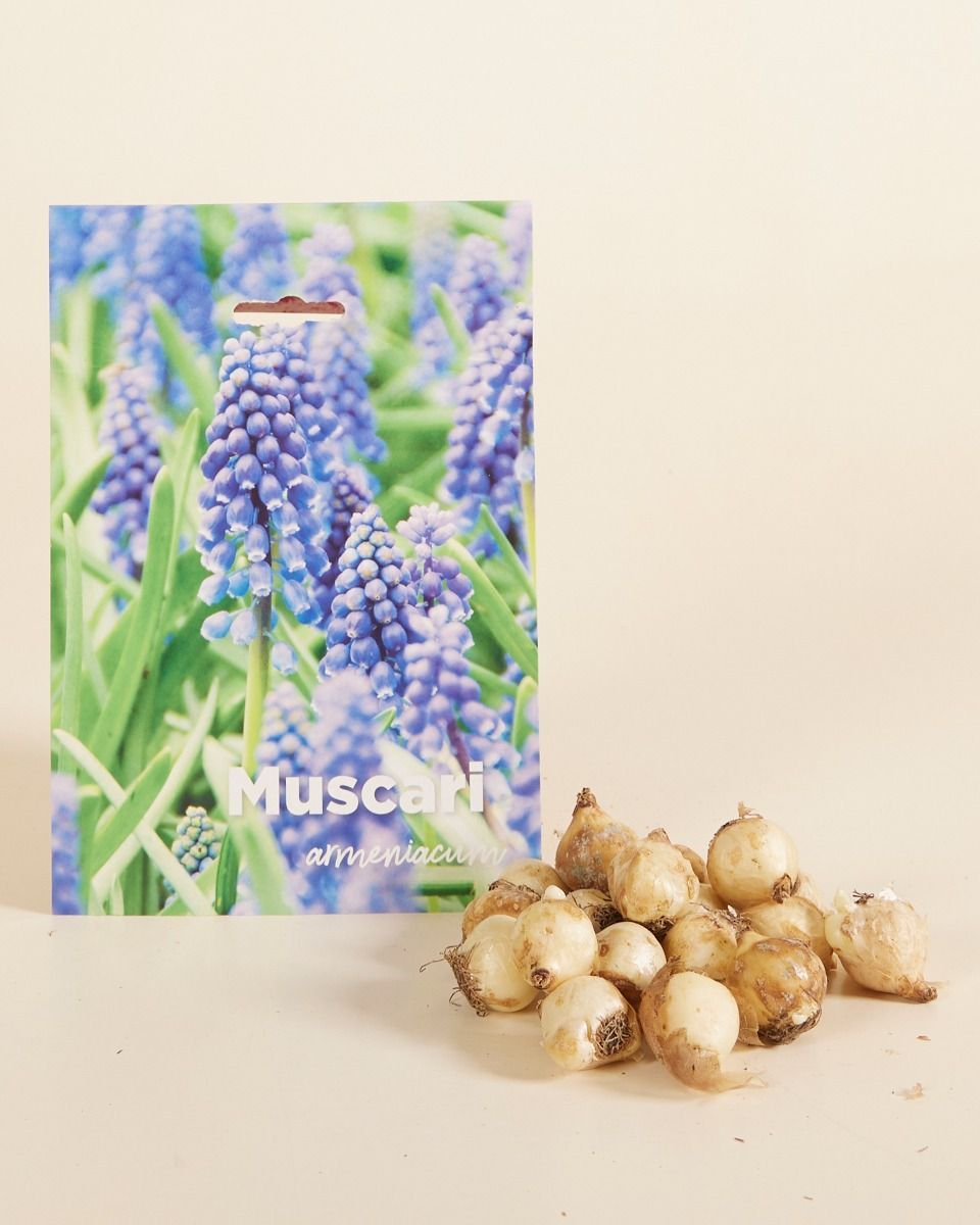 Baby Flower bulbs Flower bulbs - Muscari Armeniacum