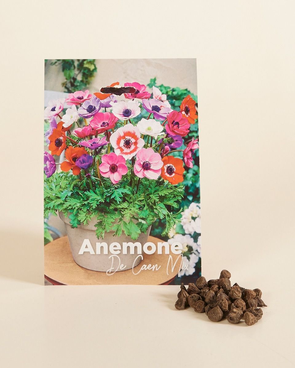 Baby Flower bulbs Flower bulbs - Anemone de Caen mix