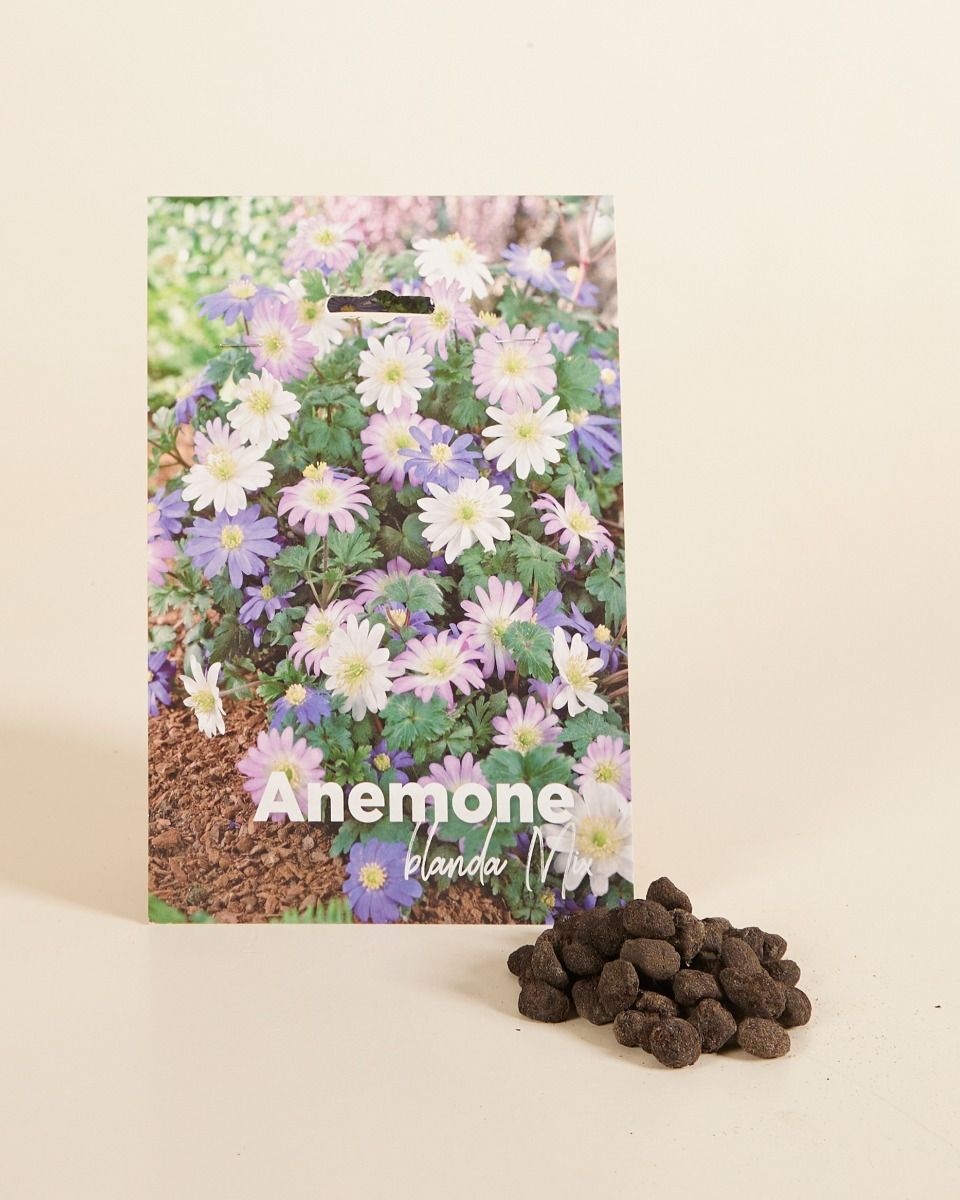Baby Flower bulbs Flower bulbs - Anemone Blanda mix