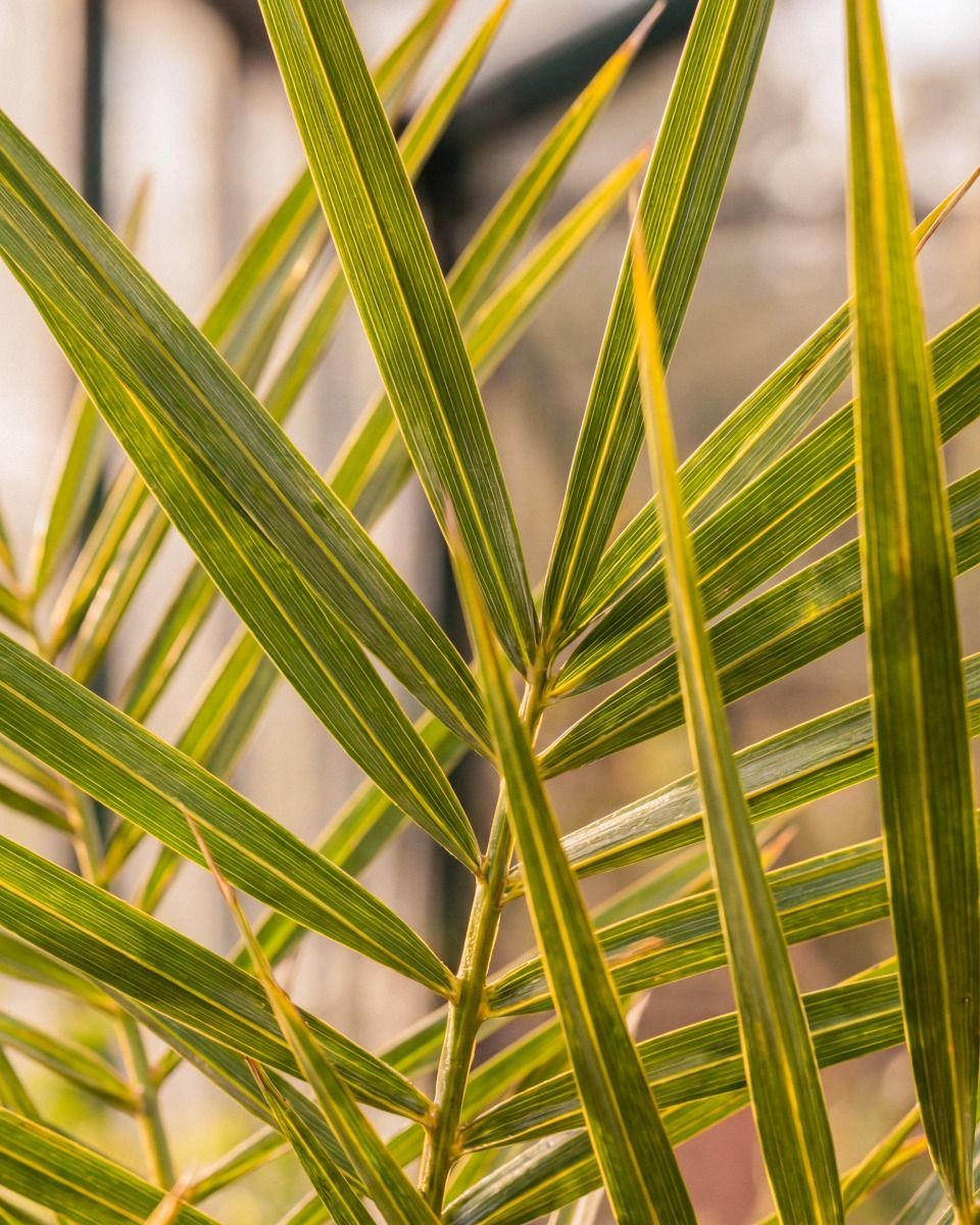 Phoenix Kanarische Dattelpalme Canariensis