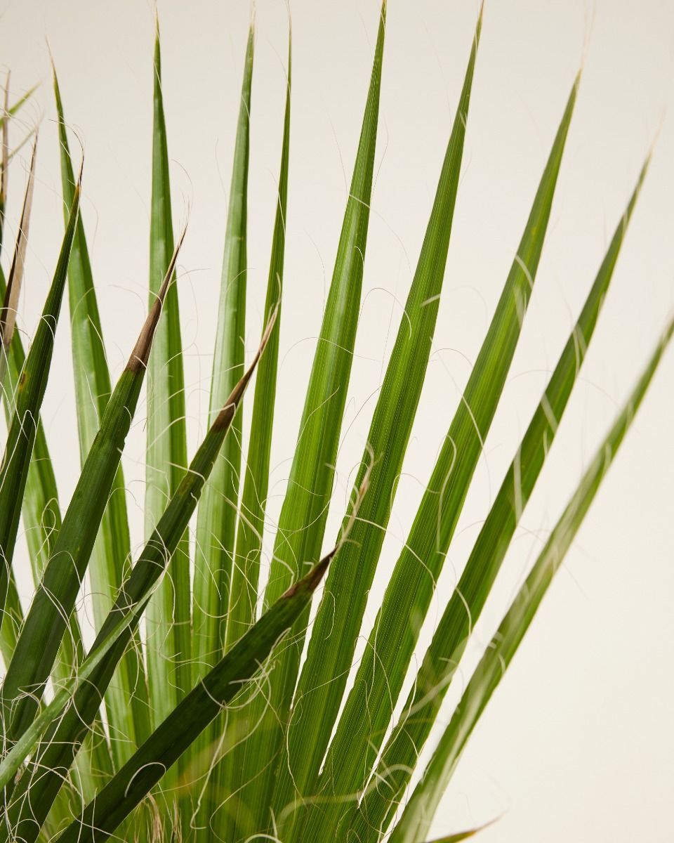 Washingtonia Mexikanische Fächerpalme Robusta