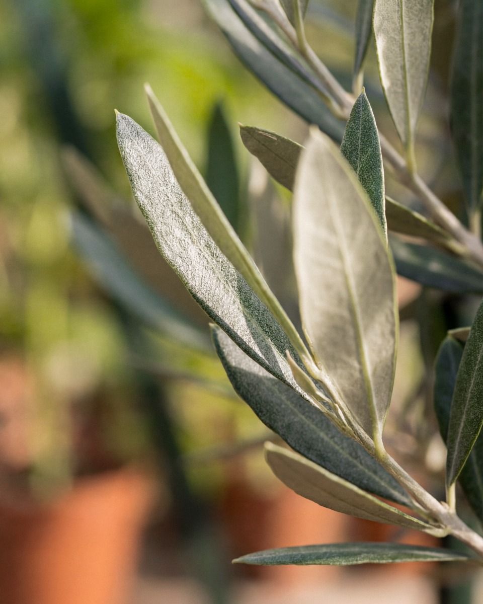 Olea Europaea