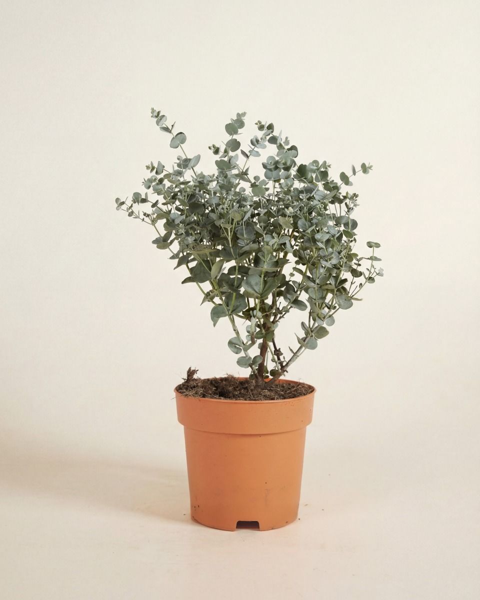 Eucalyptus Eukalyptus Gunnii Azura