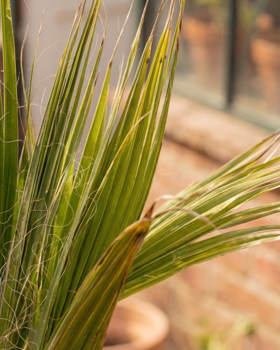 Washingtonia Mexikanische Fächerpalme Robusta
