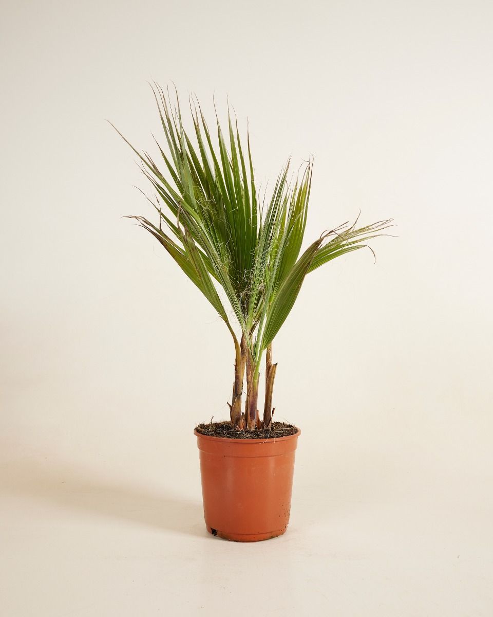 Washingtonia Mexikanische Fächerpalme Robusta