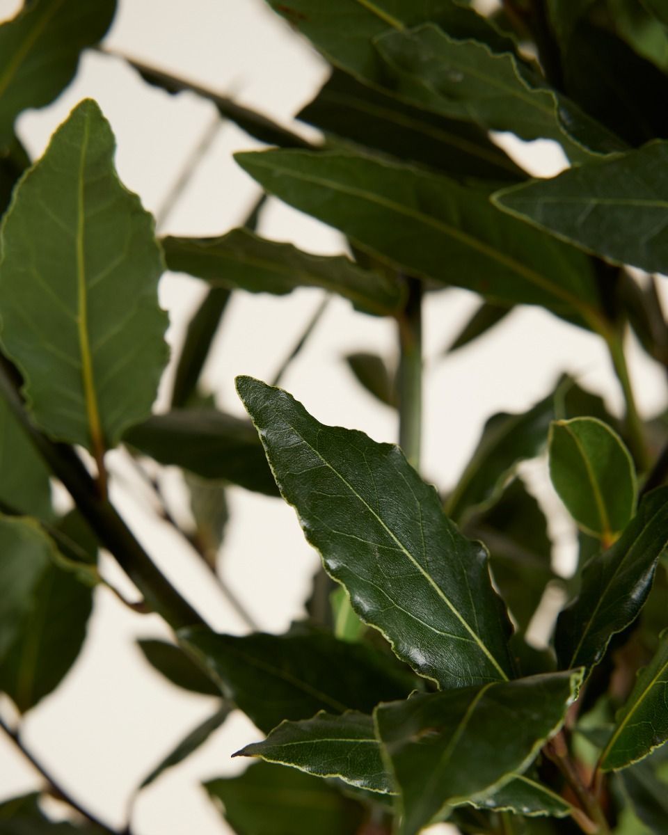 Laurus Lorbeerbaum Nobilis