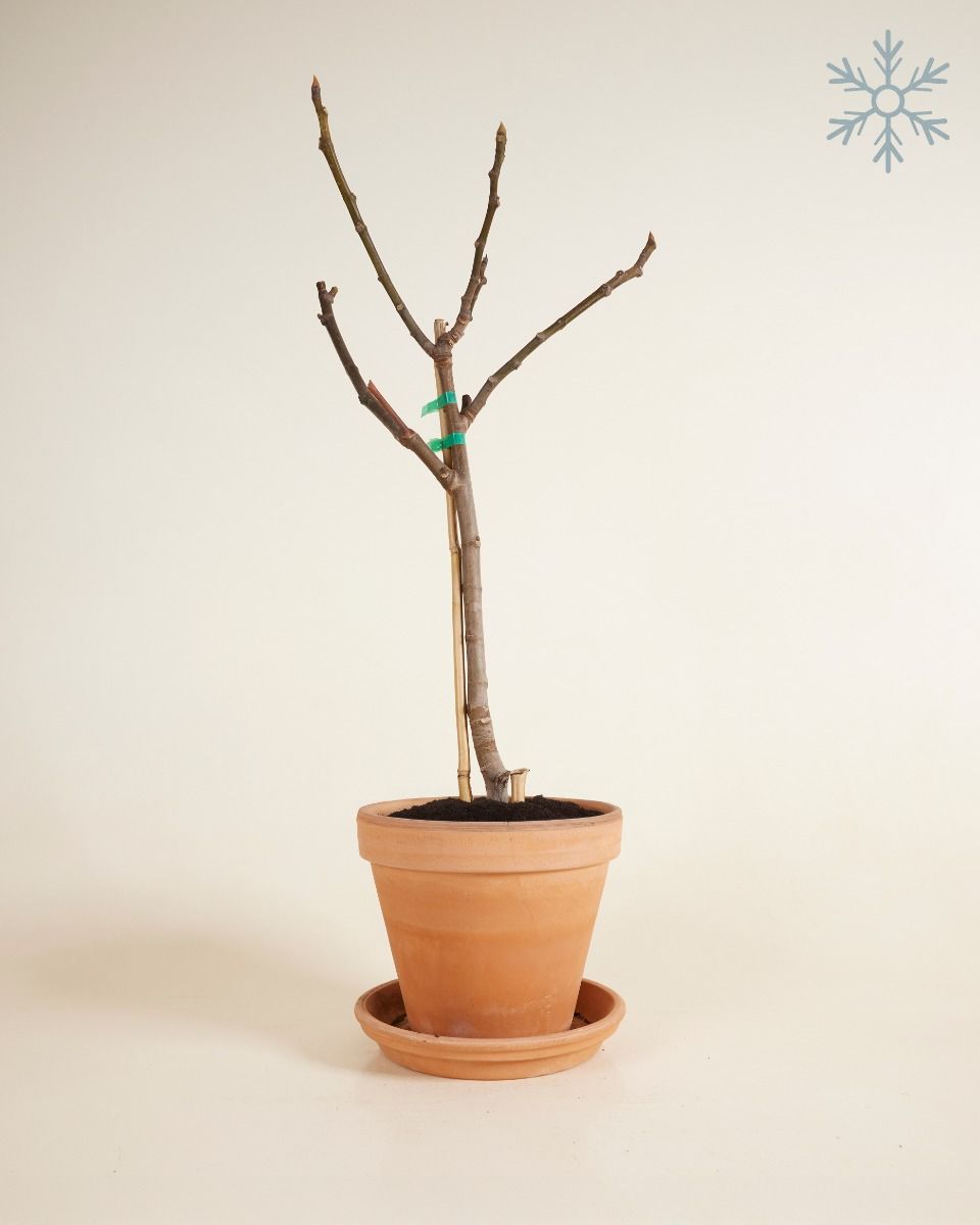 Ficus Feigenbaum Carica