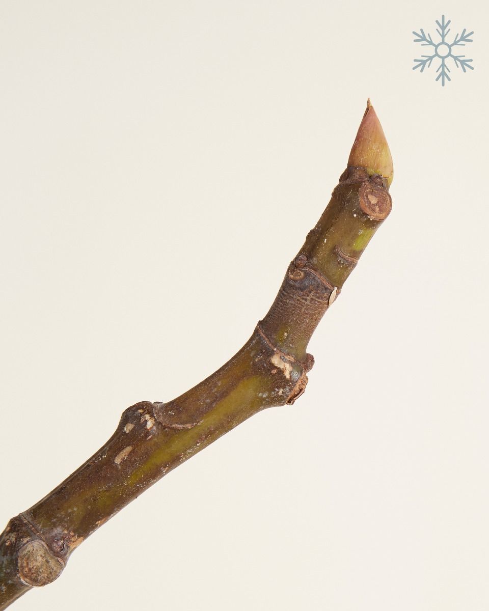 Ficus Feigenbaum Carica