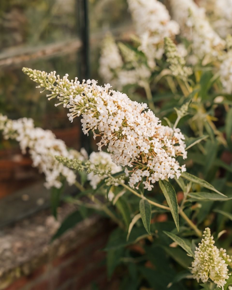 Buddleja Butterfly Candy Little White