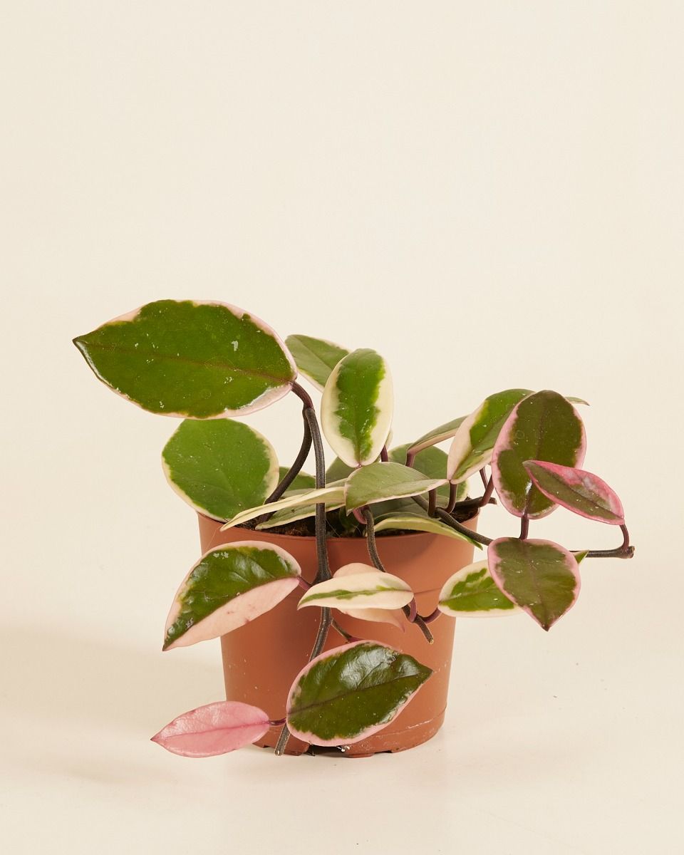 Hoya Wachsblume Flamingo Dream 'Star of Java'