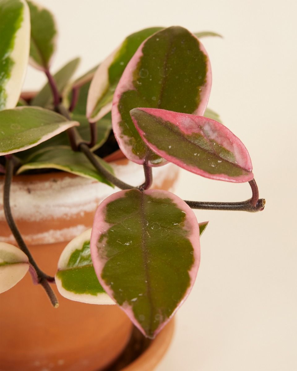 Hoya Wachsblume Flamingo Dream 'Star of Java'