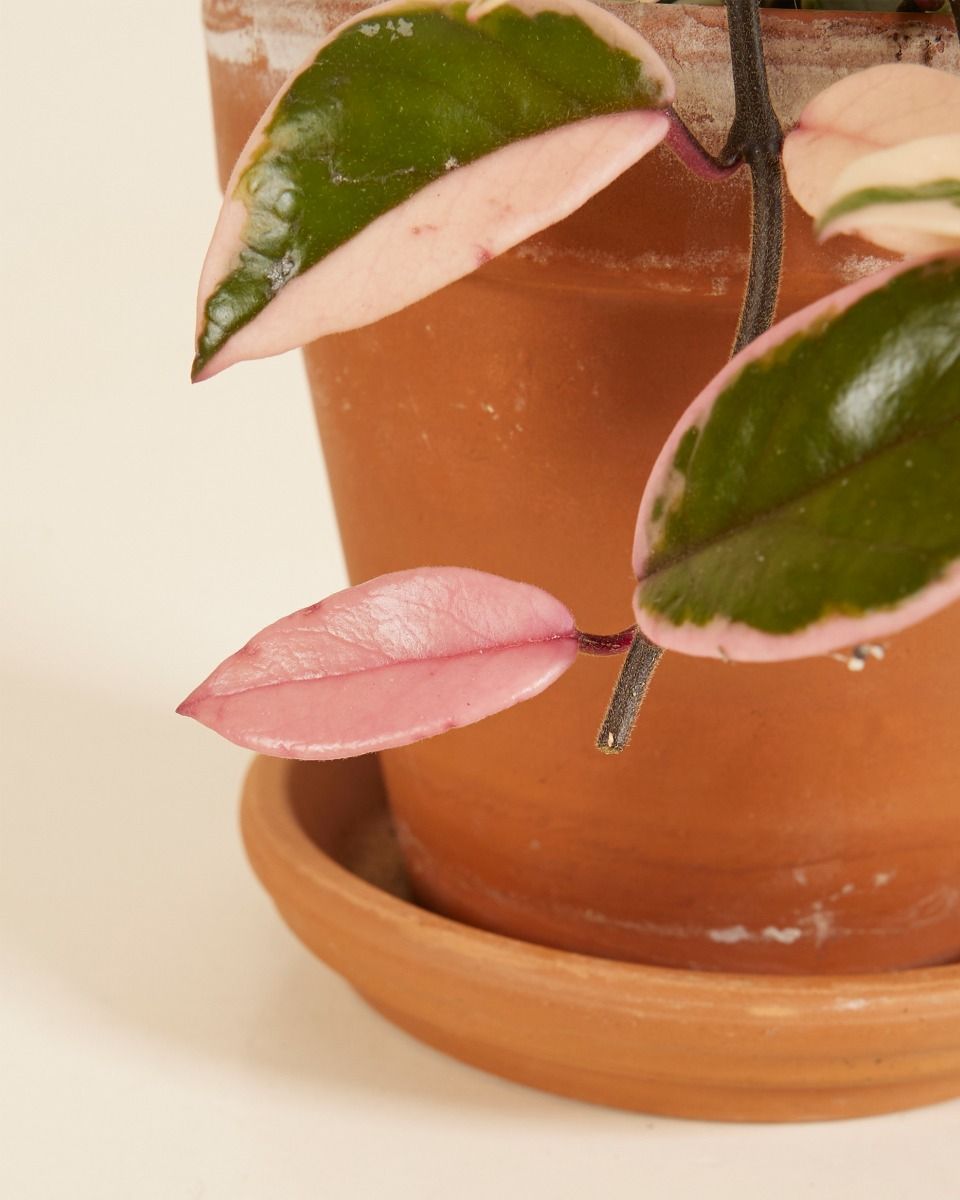 Hoya Wachsblume Flamingo Dream 'Star of Java'
