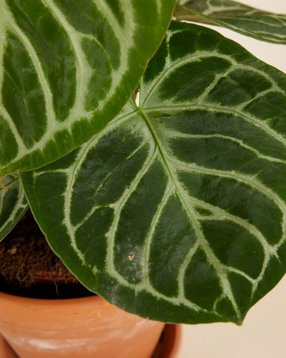 Anthurium Flamingoblumen Silver Blush