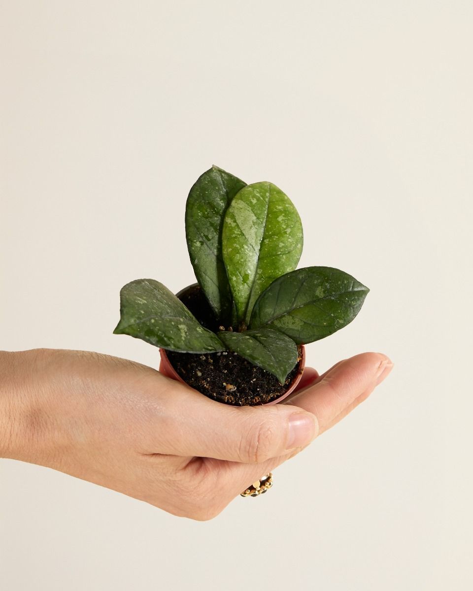 Baby Hoya Callistophylla Sabah