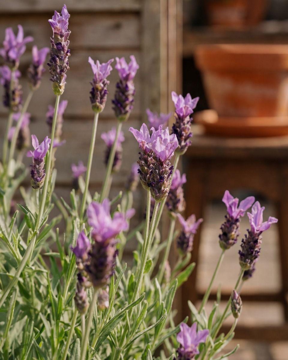 Lavandula Lavendel Stoechas Anouk