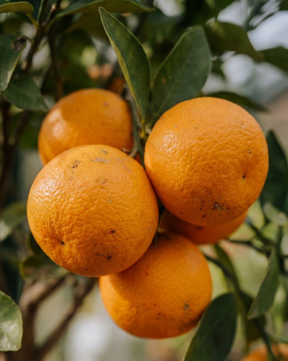 Citrus Orangenbaum Sinensis