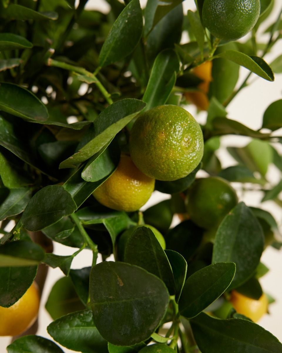 Citrus x junos Yuzu-Baum Yuzu